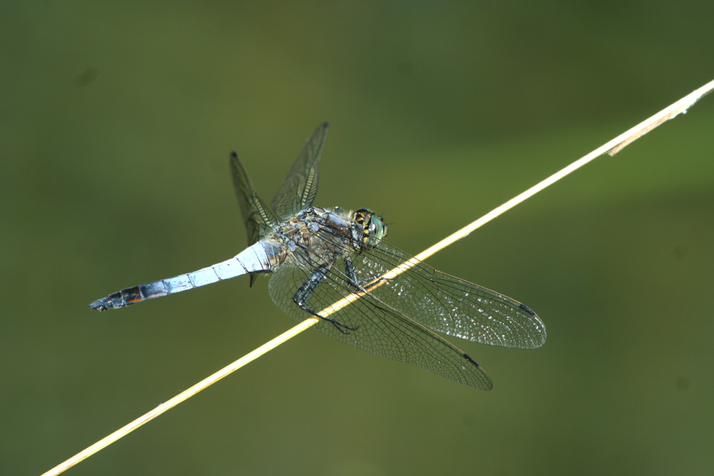 Onychogomphus forcipatus