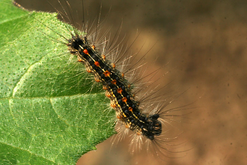 larva di Lymantria dispar