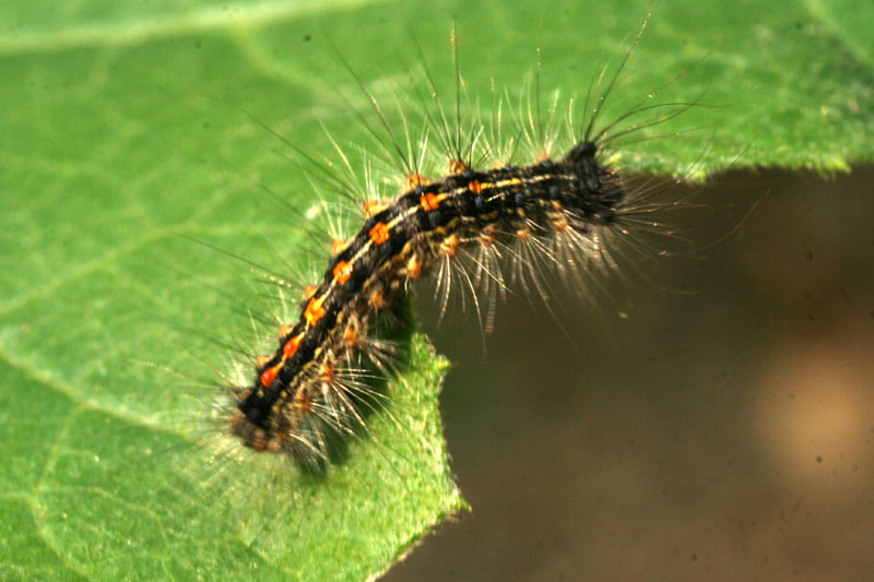 larva di Lymantria dispar