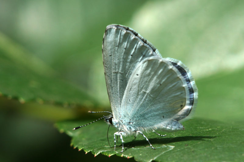 Celastrina argiolus