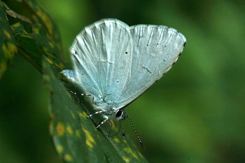 Celastrina argiolus