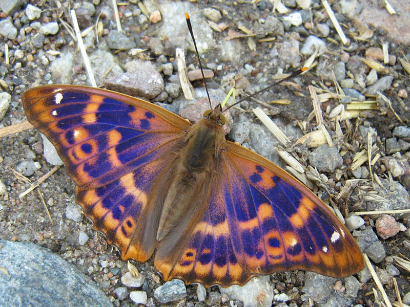 Apatura ilia