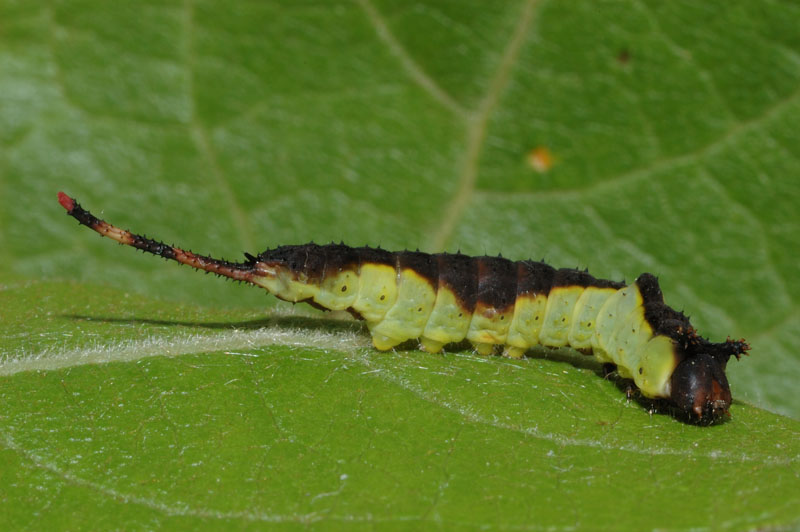 Larva di Cerura vinula