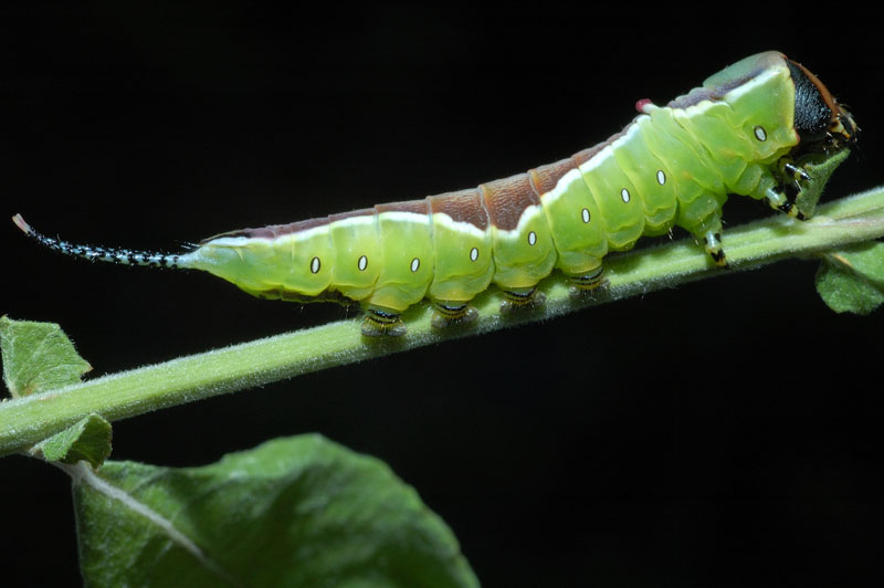 Larva di Cerura vinula