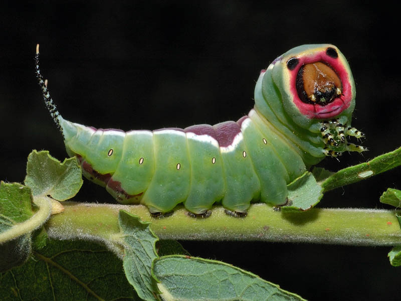 Larva di Cerura vinula