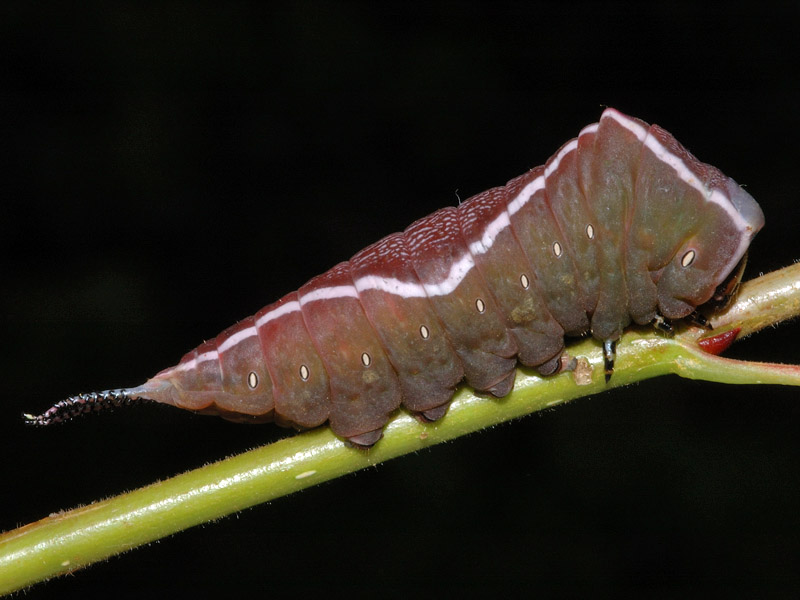 Larva di Cerura vinula