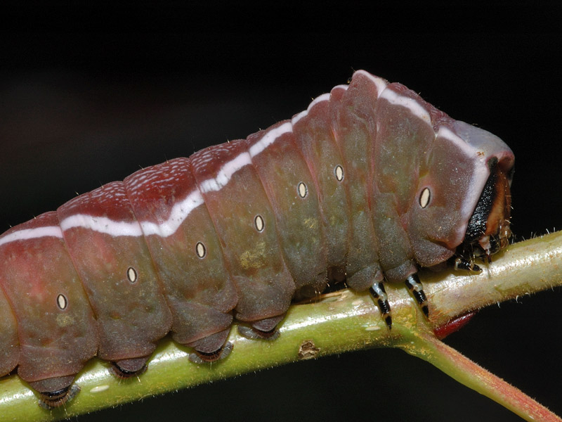 Larva di Cerura vinula
