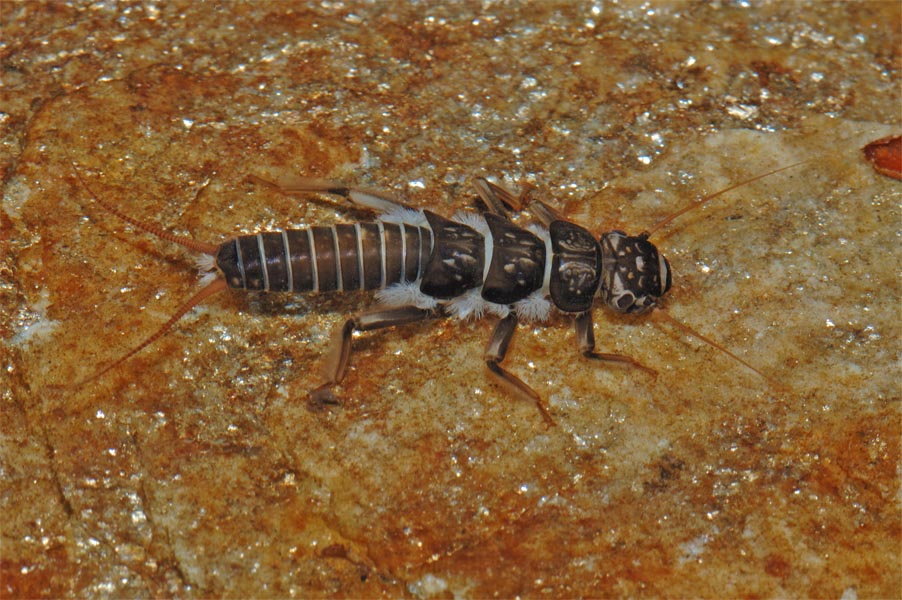 Larva di Dinocras sp.