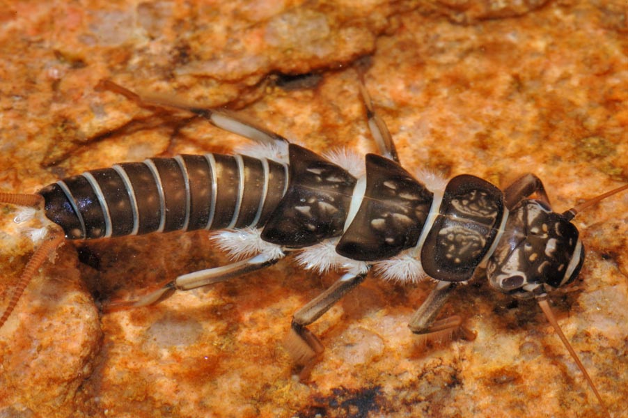 Larva di Dinocras sp.
