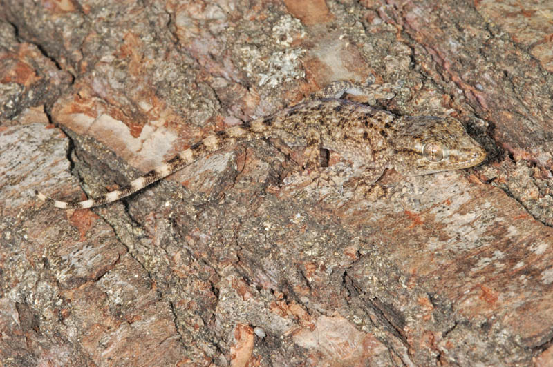 Tarentola mauritanica