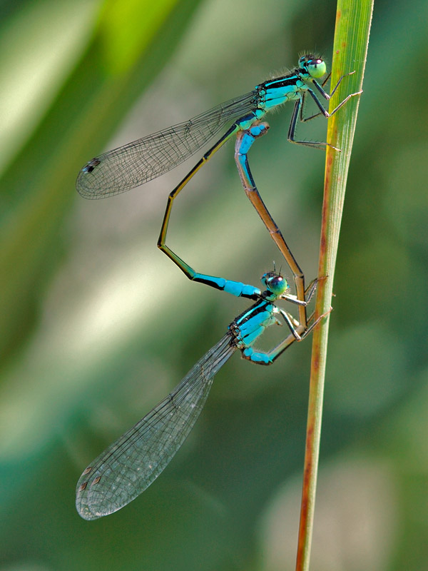 Ischnura elegans
