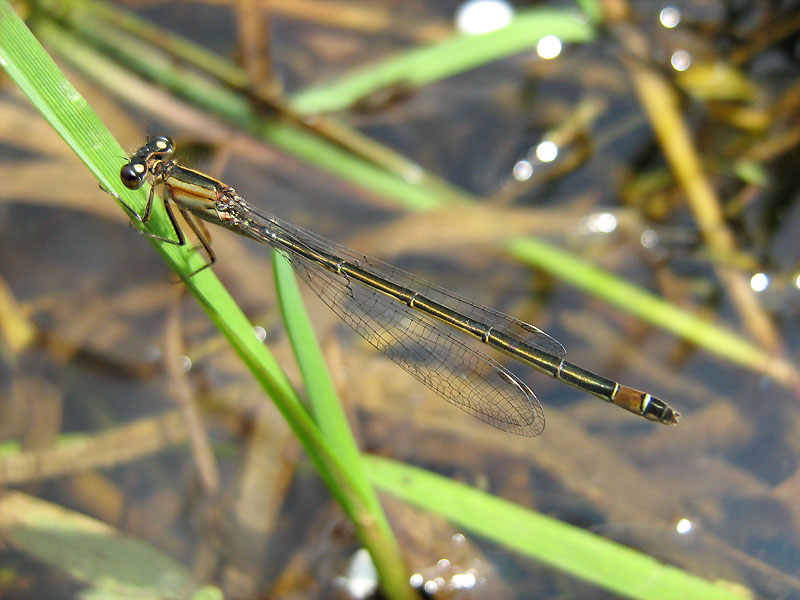 Ischnura elegans