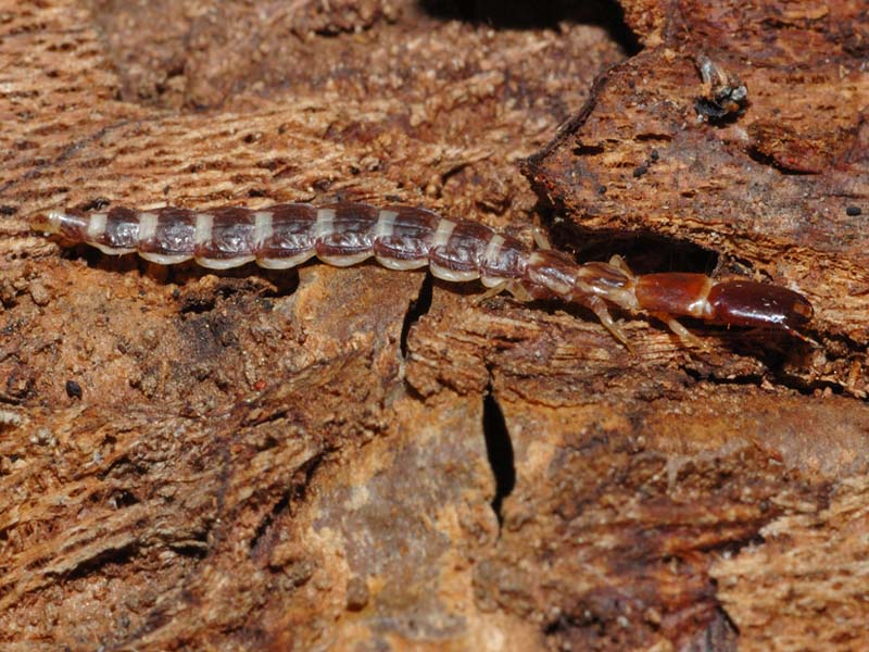 larve Rafidiotteri Parainocellia bicolor, Fibla machlachlani