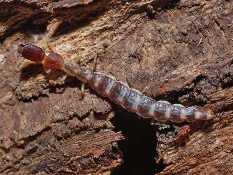 larve Rafidiotteri Parainocellia bicolor, Fibla machlachlani