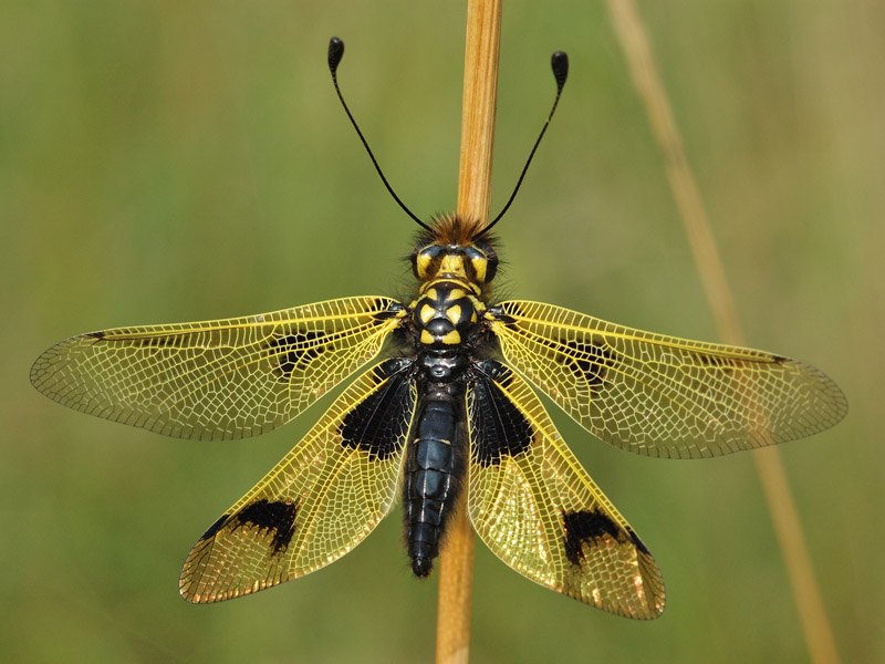 Libelloides longicornis