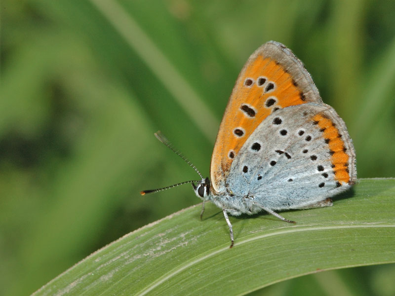 Lycaena dispar maschio