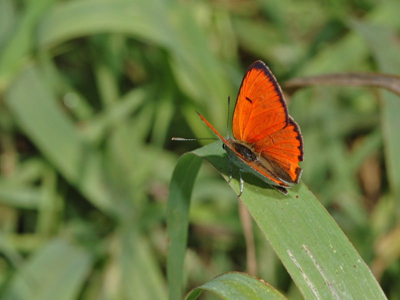 Lycaena dispar maschio