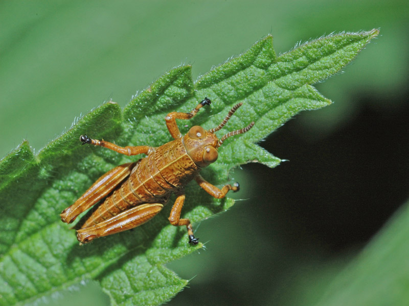 Miramella formosanta