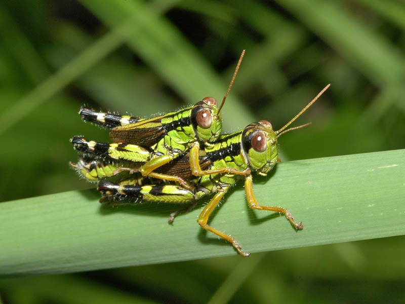 Clicca per vedere la foto