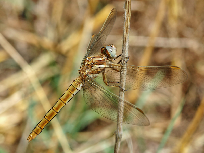 Orthetrum brunneum