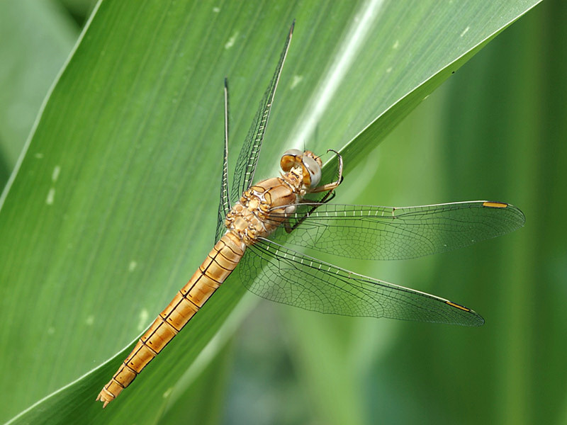 Orthetrum brunneum