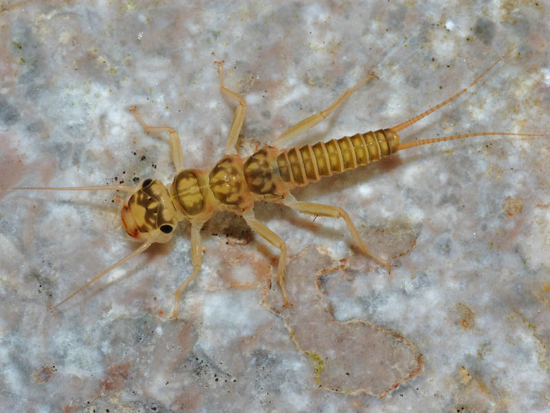 Neanide di Perlodes sp.