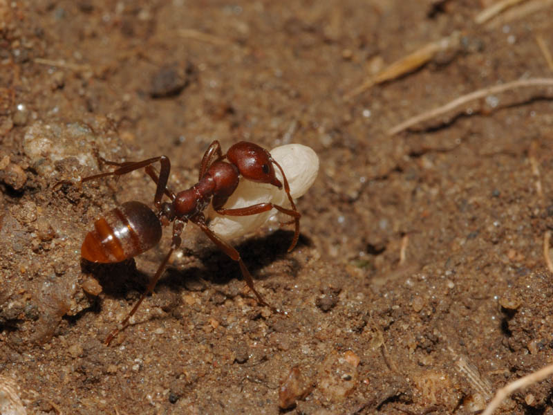 Formica amazzone - Polyergus rufescens