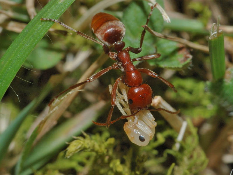 Formica amazzone - Polyergus rufescens