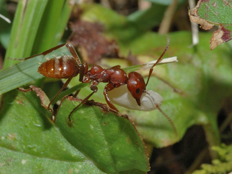 Formica amazzone - Polyergus rufescens