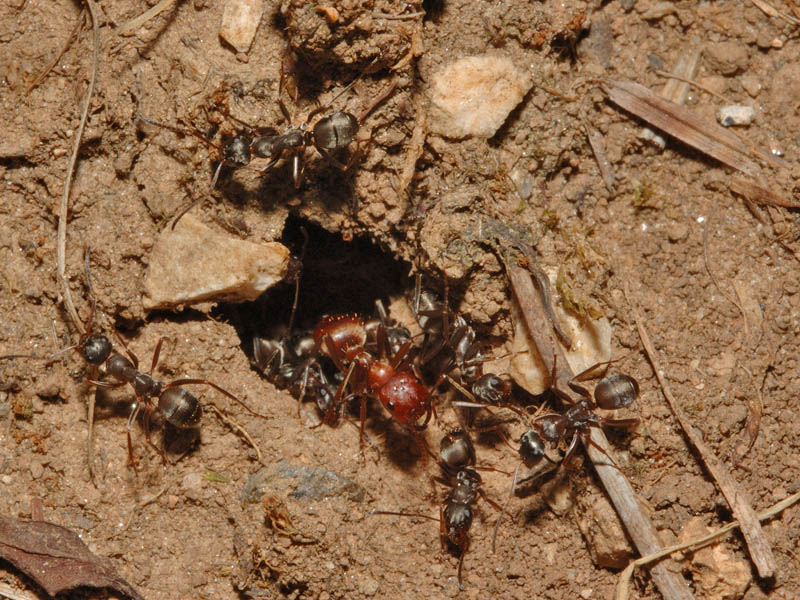 Formica amazzone - Polyergus rufescens