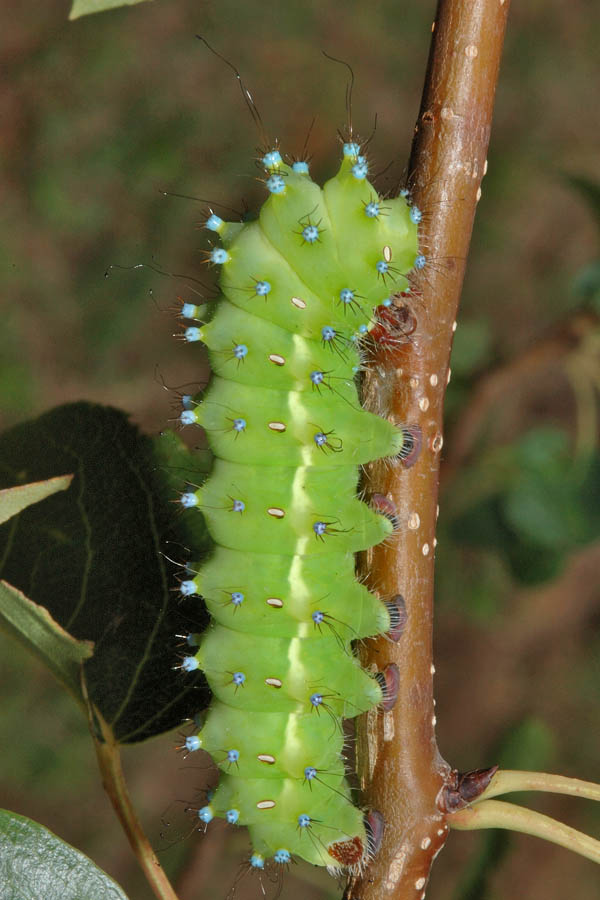 Saturnia pyri