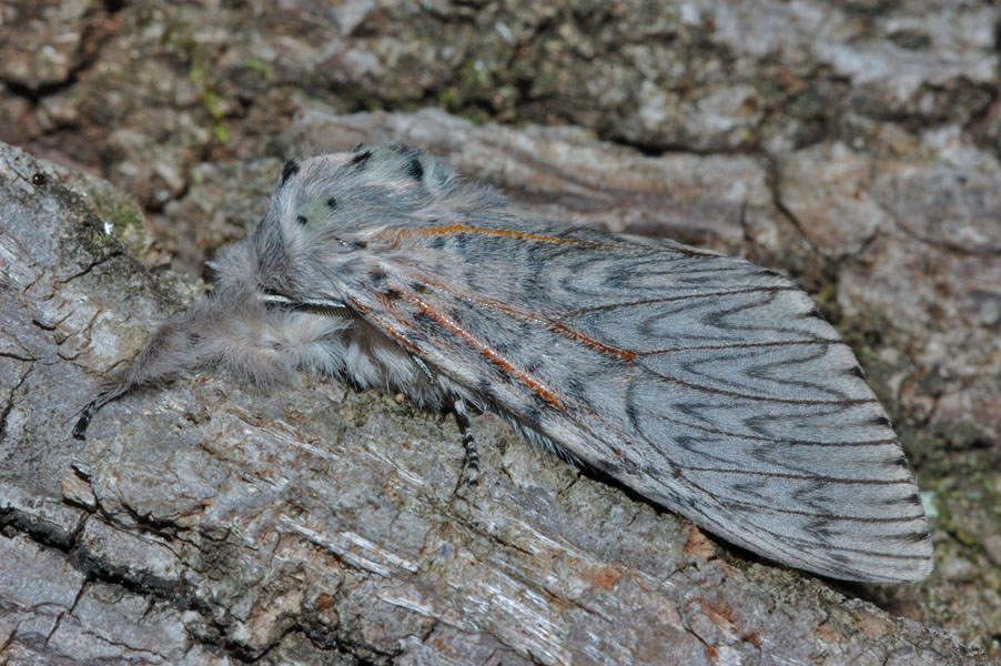 Larva di Cerura vinula