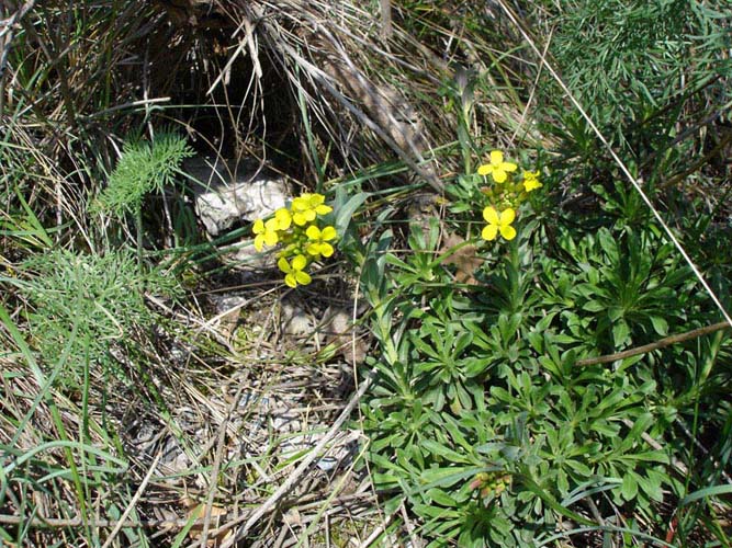 Coris monspeliensis e Alyssoides utriculata