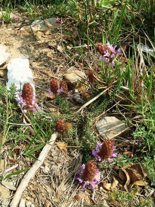 Coris monspeliensis e Alyssoides utriculata