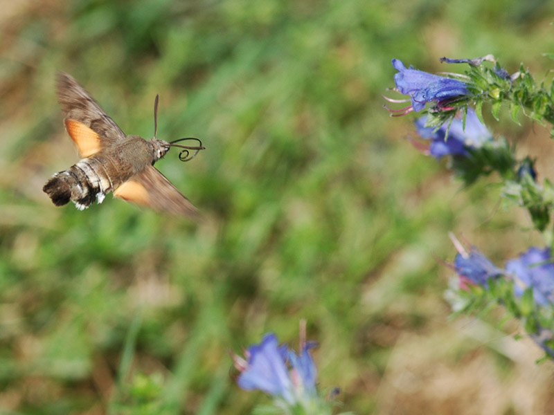 Macroglossum stellatarum