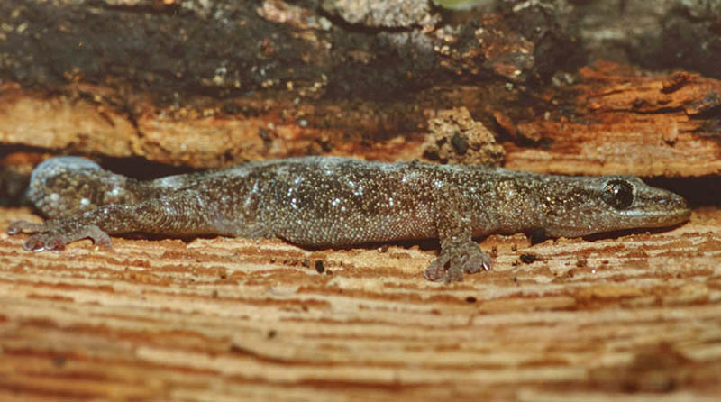 Tarantolino 