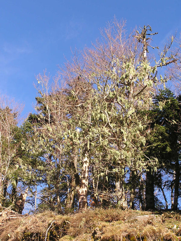 Licheni dal Montalto - Aspromonte
