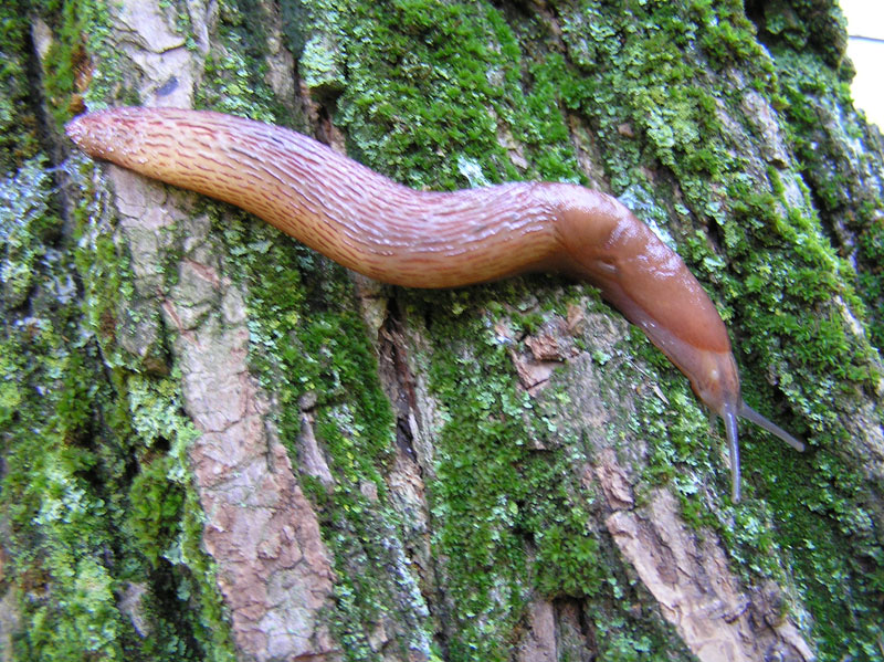 Limax dacampi dalle colline di Cellatica (BS)