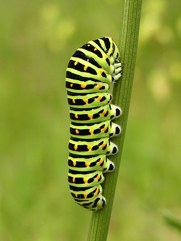 Papilio machaon