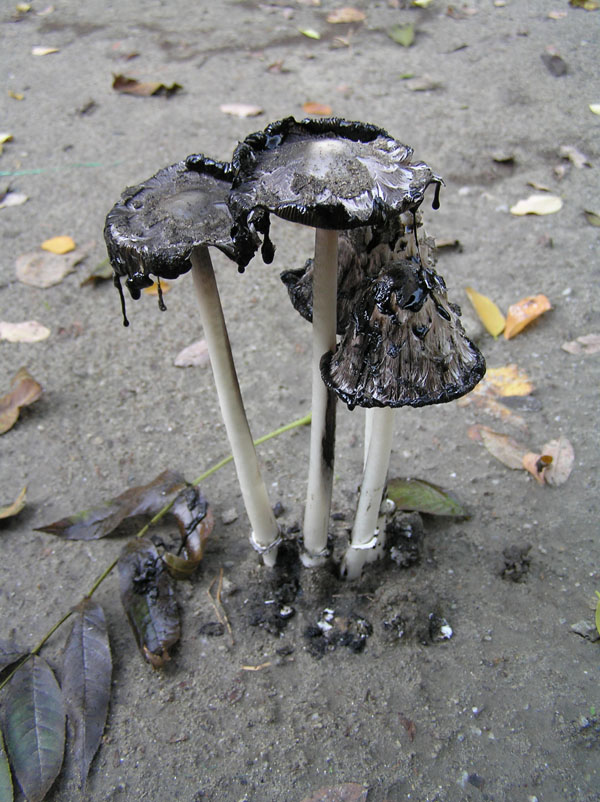 Coprinus comatus (O.F. Mll.) Gray