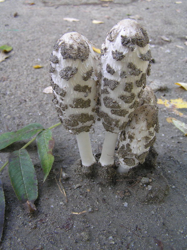 Coprinus comatus (O.F. Mll.) Gray