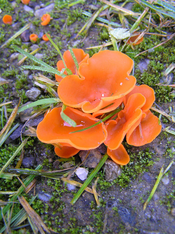 Colore sul forum: Aleuria aurantia