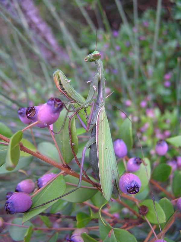 Mantide religiosa