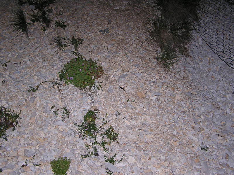 Limax nero del Appennino Parmese e L. ianninii Giusti