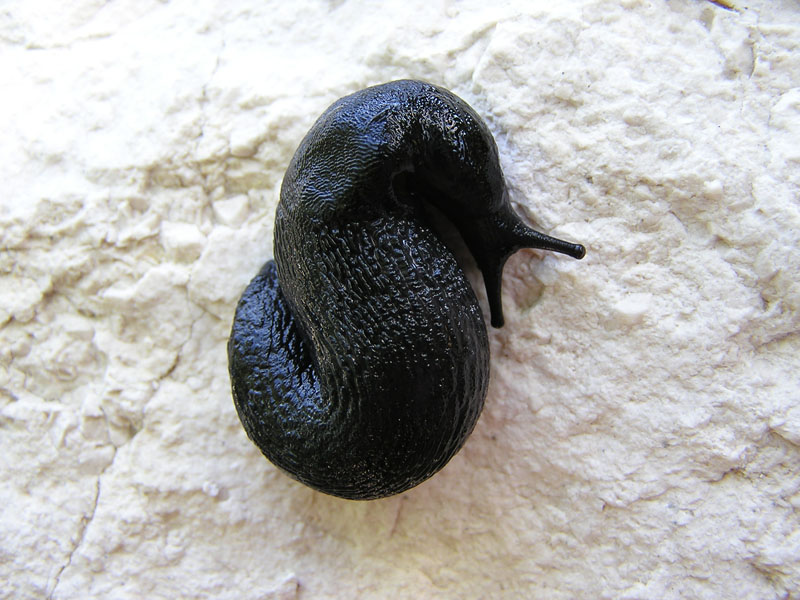 Limax nero del Appennino Parmese e L. ianninii Giusti