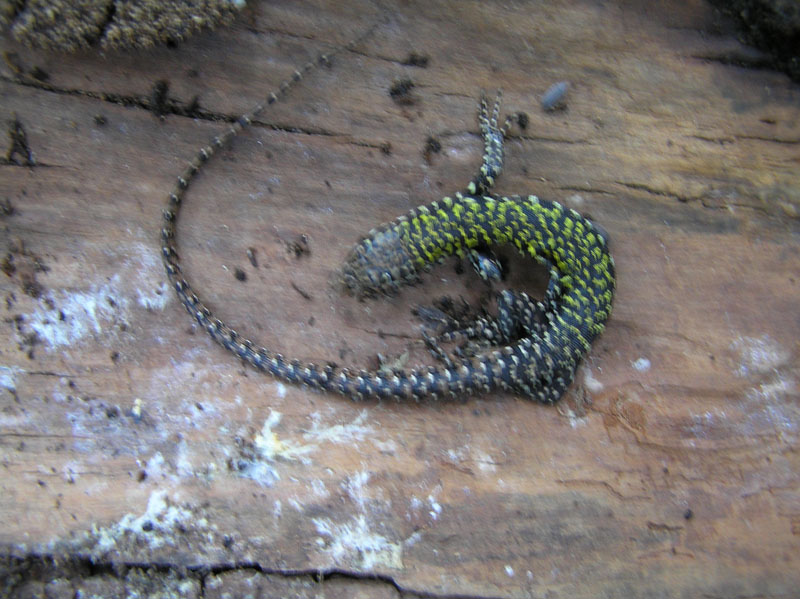 Podarcis muralis