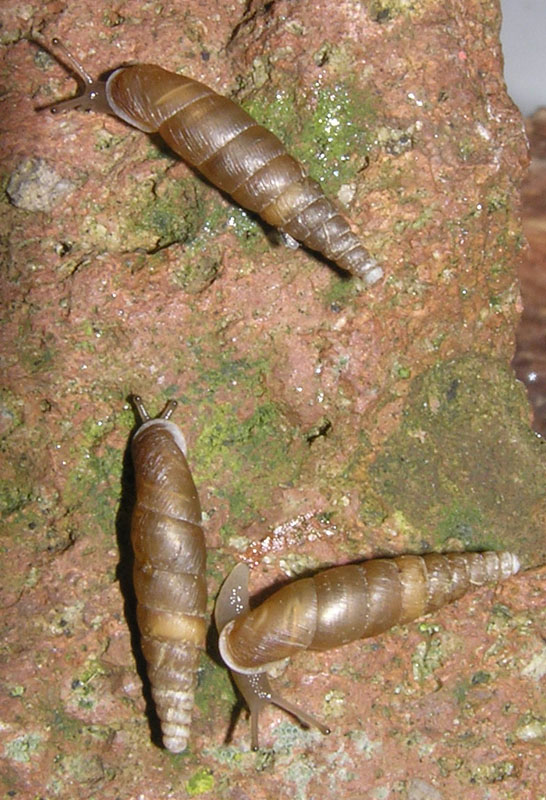 Cochlodina kuesteri della Sardegna (Monte Albo - NU)