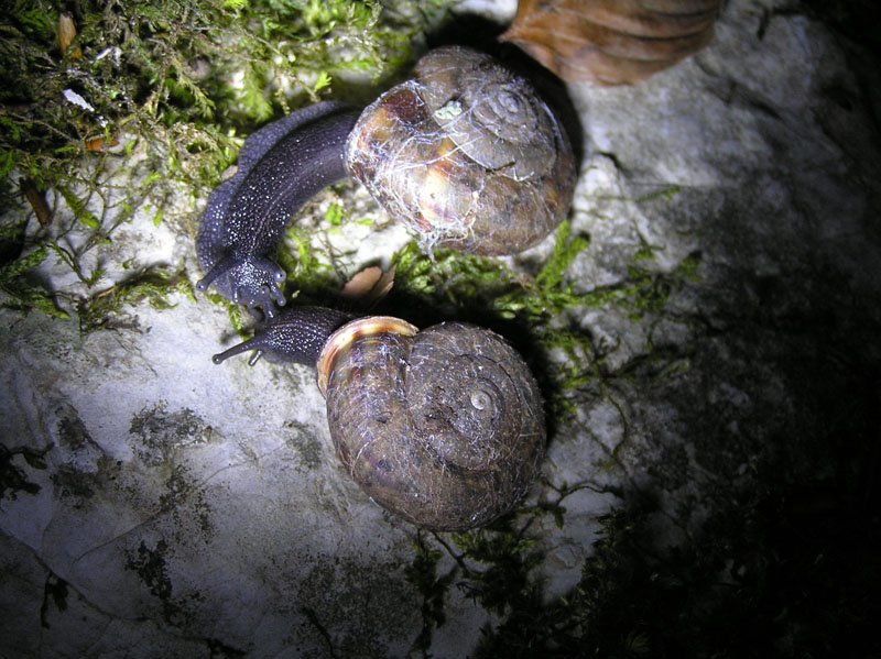 Chilostoma (Campylaea) planospira planospira (Lamarck, 1822)