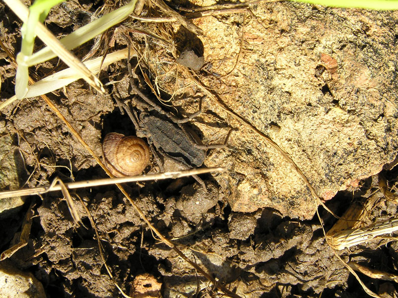 Opiliones da Europa centrale