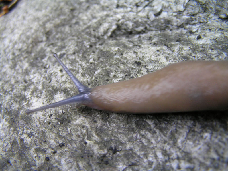 Limax strobeli con testa blu da Provincia di Sondrio